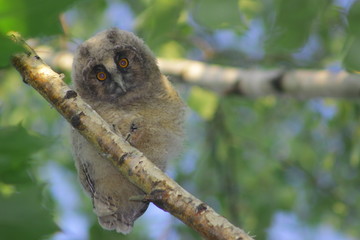 Fototapeta premium owl