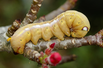 Image of Caterpillar Oleander Hawk-moth (Daphnis nerii) on nature background. Insect Animal