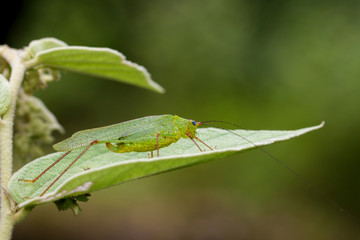 Image of Green grasshopper on green leaves. Insect Animal