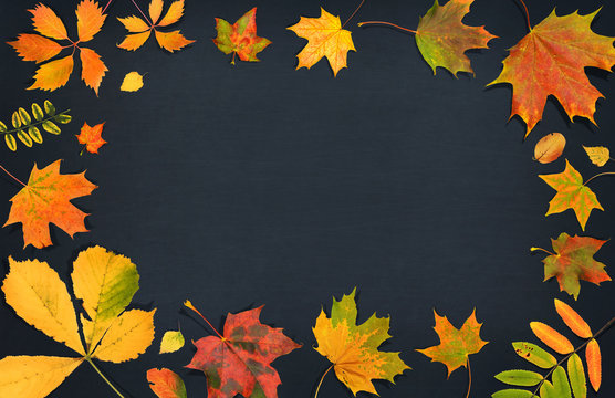 Autumn composition. Fall colorful leaves on dark background. Top view 