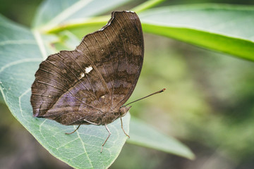 Image of Chocolate Pansy Butterfly (Junonia iphita Cramer, 1779) on green leaves. Insect Animal.