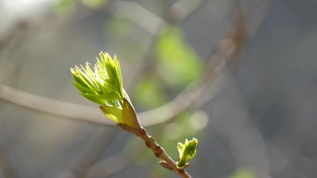 Germoglio sul ramo in primavera