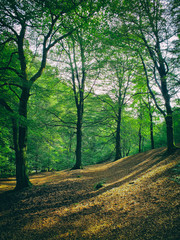 Fototapete bei efototapeten.de bestellen   