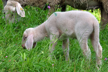 Obraz premium Lamm