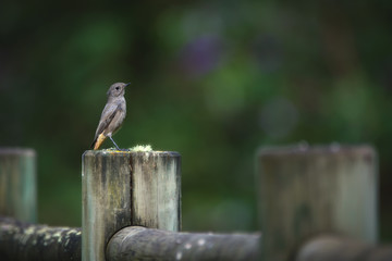 Rougequeue - Redstart