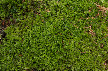 Green moss texture