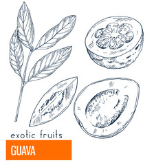 Guava. Hand drawn vector illustration