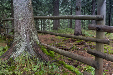 Roots of an old tree with green moss after a rain