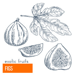 Figs. Hand drawn vector illustration