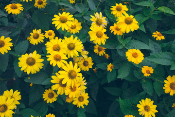 vintage colored yellow blossoms with green leaves