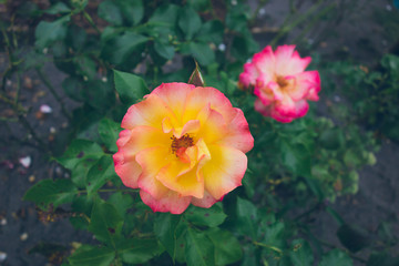 colorful orange and pink roses