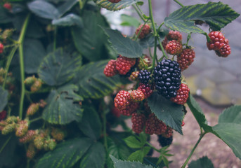 red and black blackberry in a bush