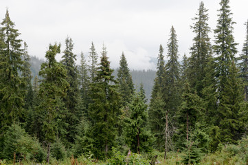 Landscape of coniferous forest in the mountains after rain