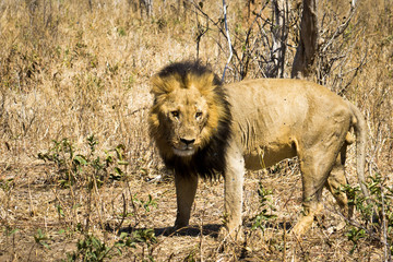 Lion near a killing
