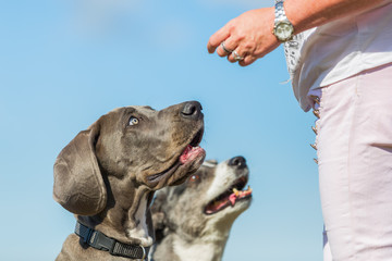 woman gives a Great Dane puppy and an Australian Shepherd a treat