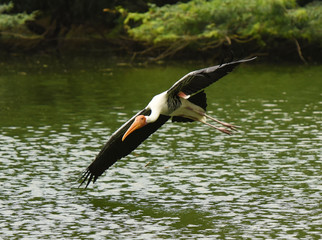 A painted stork flies over a pond at National Zoological Park, New Delhi.
