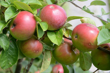 Red and green apples on a tree.