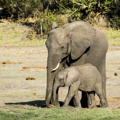 Fototapeta premium Elephant and baby