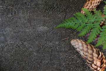 Сones on a stump with a beautiful tree texture in the forest