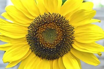 Obraz premium Sonnenblume