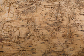 The texture of the trunk of pine without bark