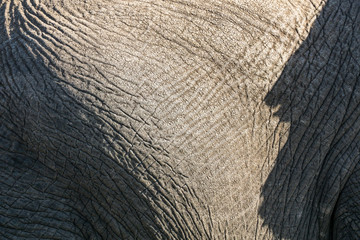 Elephant skin