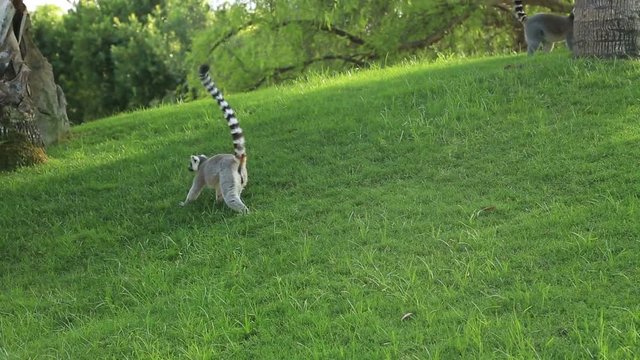 Ring-tailed lemur walking