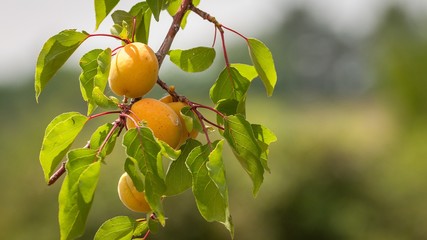 Bunch of ripe apricots on a branch on a sunny day.