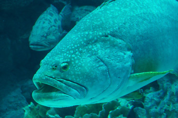 Giant grouper