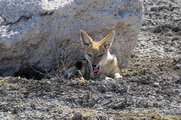 Jackal under a rock