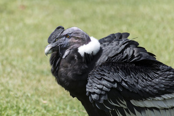 CONDOR ANDINO