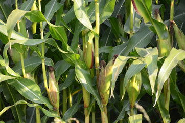 Maize field seen in a close up.