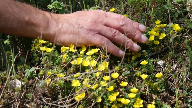 Accarezzare i fiori