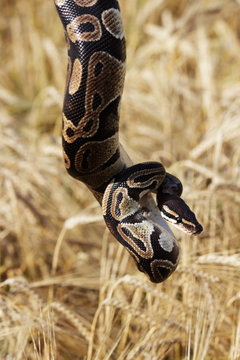The snake Royal Python, or Ball Python regius rests on the hands of a field of ripe wheat Triticum, the end of August