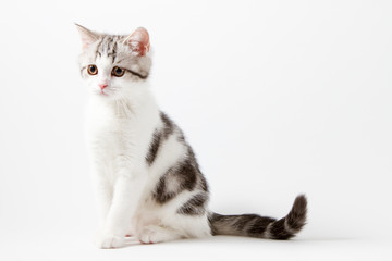 Scottish Straight kitten bi-color spotted sitting against a white background