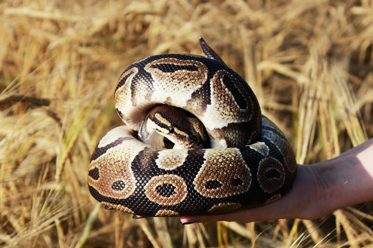 The snake Royal Python, or Ball Python regius rests on the hands of a field of ripe wheat Triticum, the end of August