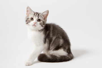 Scottish Straight kitten bi-color spotted sitting against a white background