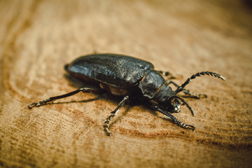 Big black beetle on wooden background (Rhinoceros bug,Rhino beetle, Hercules beetle, Horn beetle)