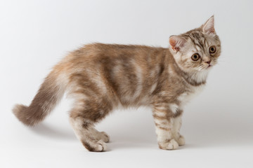 Cute Scottish Straight breed Kitty Gold Chinchilla color with tabby staying four legs against a white background