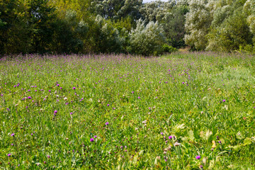 Meadow of purple wild thistle flowers