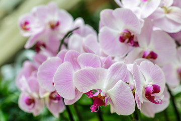 Naklejka na ściany i meble Delicate pink orchids. Selective focus