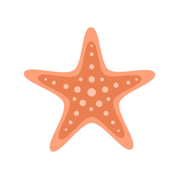 Orange starfish marine animal. Vector illustration drawing. Isolated on white background.