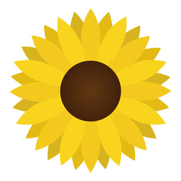 Sunflower vector illustration, sunflower blossom isolated on white background.