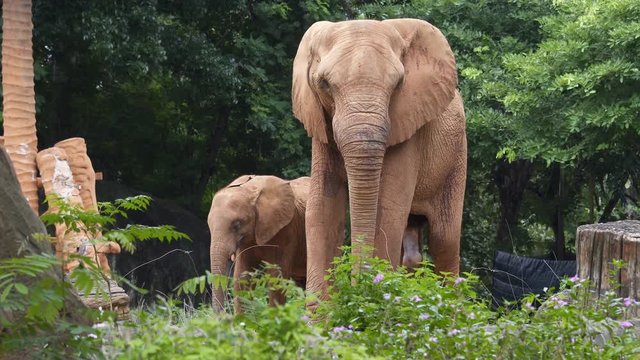 Africa Elephant and Penis
