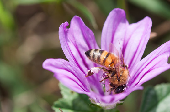honeybees on malva flower