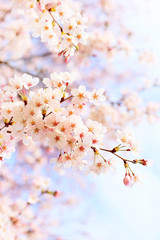 桜の開花 © matubu