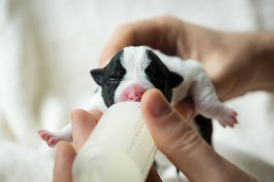 newborn puppy closeup drinking from the bottle substitutes of mother's milk