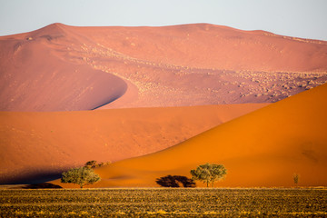 Fototapeta na wymiar Namibia, Namib desert dunes at sunset, Africa