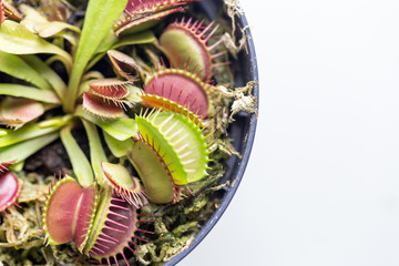 The Venus flytrap (also referred to as Venus's flytrap or Venus' flytrap), Dionaea muscipula, is a carnivorous plant.