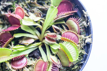 The Venus flytrap (also referred to as Venus's flytrap or Venus' flytrap), Dionaea muscipula, is a carnivorous plant.